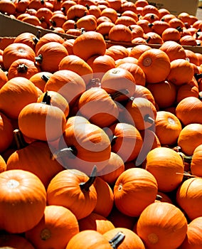 Mini Pumpkins