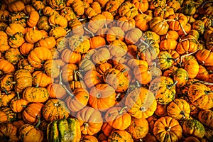 Mini pumpkins in autumn