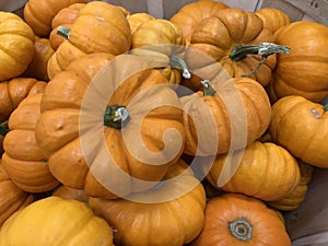 Mini Pumpkins autumn Thanksgiving background