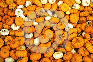 Mini Pumpkins Background