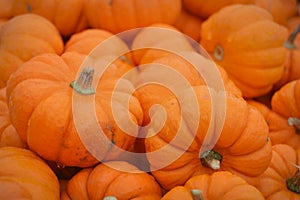 Mini Pumpkins Background