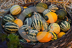 mini pumpkins in a basket