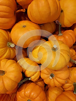 Mini pumpkins