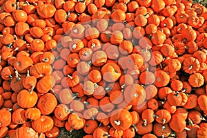 Mini Pumpkins Piled