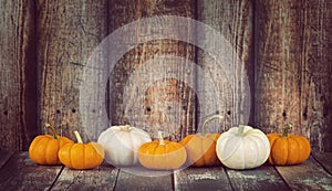 Mini pumpkins in a row on rustic background