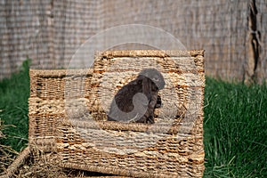 Mini rabbit dutch ram sitting on a wicker basket
