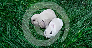 Mini rabbits - dutch ram and hotot sit on a green grass