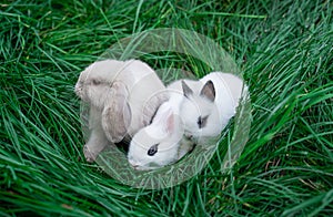 Mini rabbits - dutch ram and hotot sit on a green grass