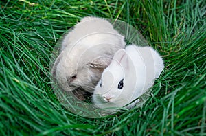 Mini rabbits - dutch ram and hotot sit on a green grass