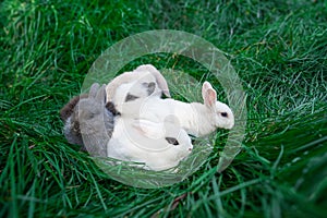 Mini rabbits - dutch ram and hotot sit on a green grass