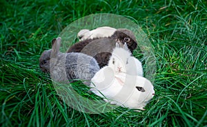 Mini rabbits - dutch ram and hotot sit on a green grass
