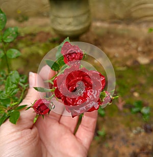 Mini red rose after the rain