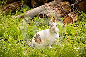 Mini Rex