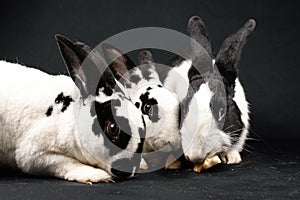 Mini rex rabbits and domesticated rabbit, isolated on black background