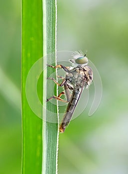 Mini robber fly