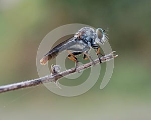 Mini robber fly