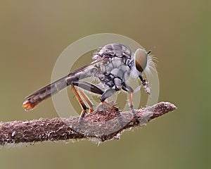 Mini robber fly