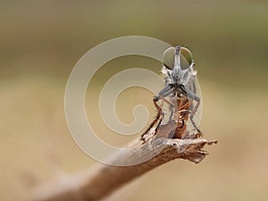 Mini robber fly