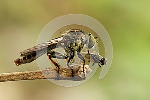 Mini Robber Fly and The Fly