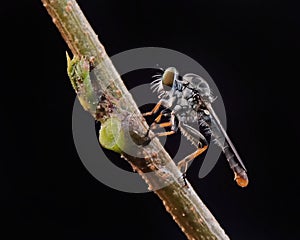 Mini robber fly
