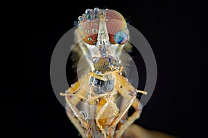 Mini robber fly with prey
