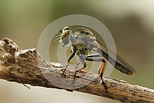 Mini Robber Fly Take A Rest