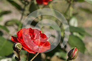 Mini Rose in Garden