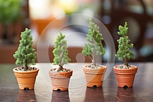 mini rosemary topiaries in terra cotta pots