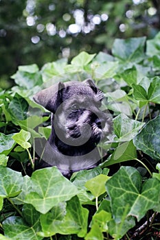 Mini Schnauzer in English Ivy