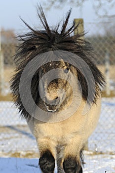 Mini shetland pony, 12 years old stallion photo