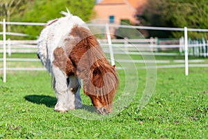 Mini Shetlandpony on a green meadow