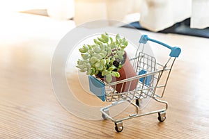 Mini shopping cart with small plant in a pot
