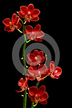 Mini size red phalaenopsis with black background