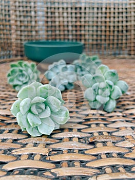Mini succulent and cactus transplantation in a new pot echeveria with bare roots on rattan floor.