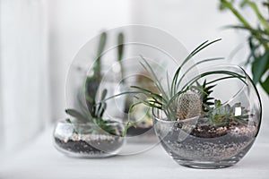 Mini succulent garden in glass terrarium