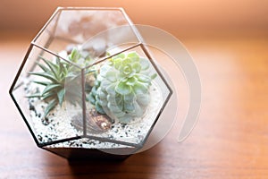 Mini succulent garden in glass terrarium on wooden windowsill. Succulents with sand and rocks in glass box. Home