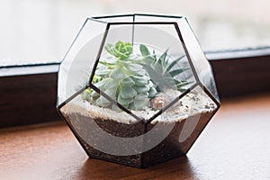 Mini succulent garden in glass terrarium on wooden windowsill. Succulents with sand and rocks in glass box. Home