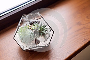 Mini succulent garden in glass terrarium on wooden windowsill. Succulents with sand and rocks in glass box. Home