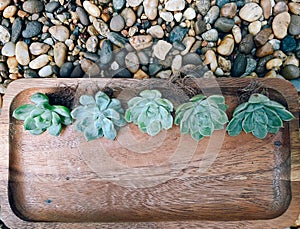 Mini succulent plant echeveria with bare roots without a pot on wooden tray,