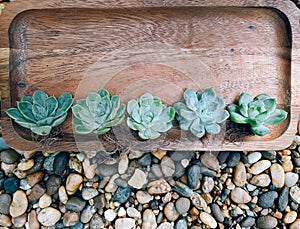 Mini succulent plant echeveria with bare roots without a pot on wooden tray,