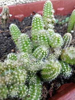 Mini suculent-cactus Ã®n a planter