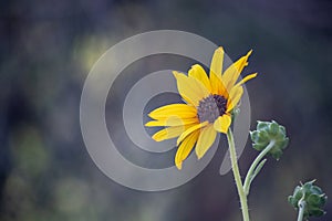 mini sunflower in soft afternoon light