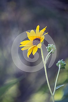 mini sunflower in soft afternoon light