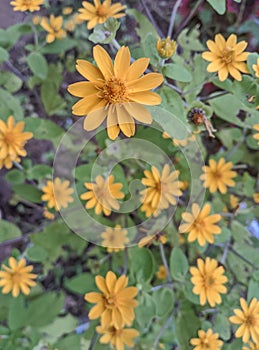 Mini Sunflowers or Yellow Melampodium
