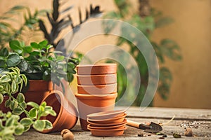 Mini Terra Cotta pots, gardening tools, and plants