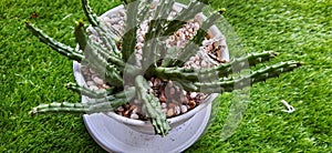 A Mini Thorned Cactus in Pot on Grass