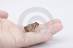 Mini toad
