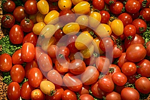 Mini tomato
