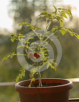 Mini tomato close up photography