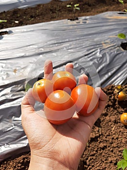 Mini Tomato garden